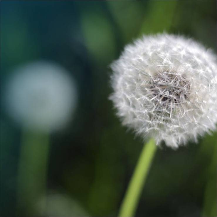 A dandelion seed head.