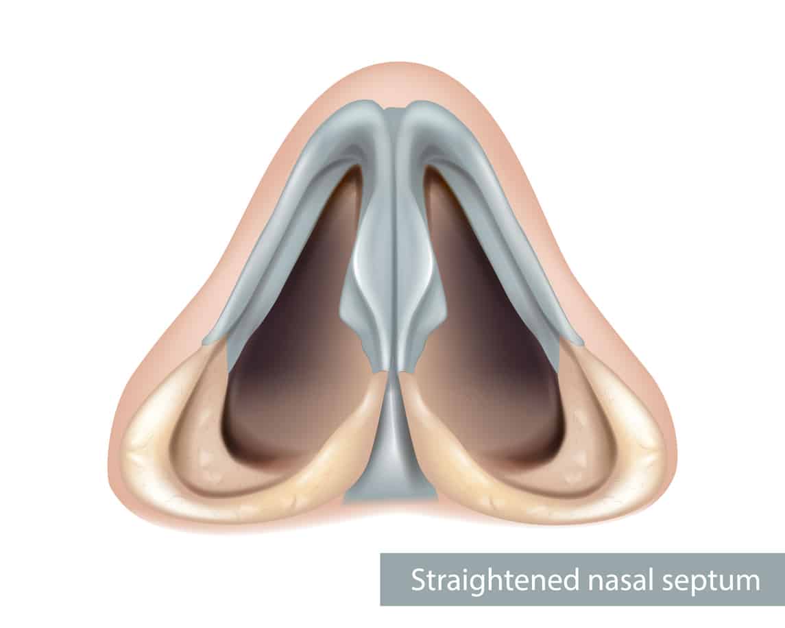 Nose, nasal cavity. Nasal septum anatomy.